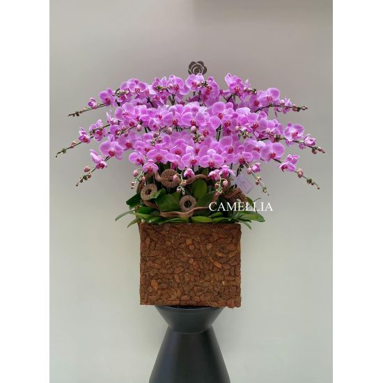 Lan Hồ Điệp Hồng - LHĐHL01