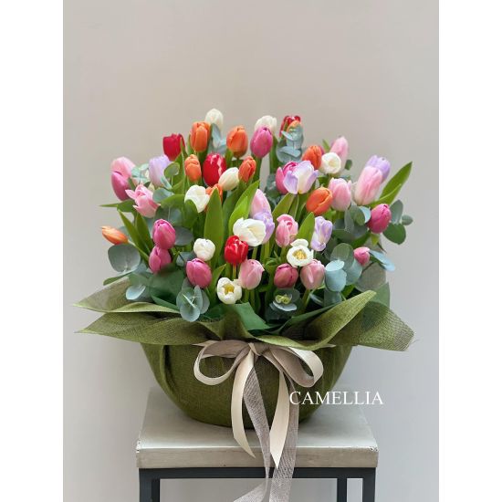 Chậu Hoa Tulip - HHTL04