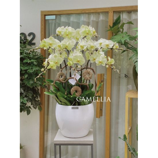 Lan Hồ Điệp Cốm - LHĐXC09