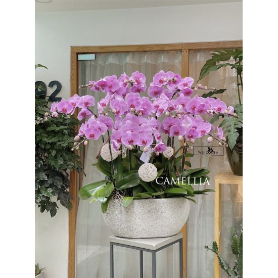 Lan Hồ Điệp Hồng - LHĐHL28