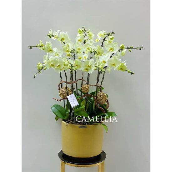 Lan Hồ Điệp Cốm - LHĐXC05