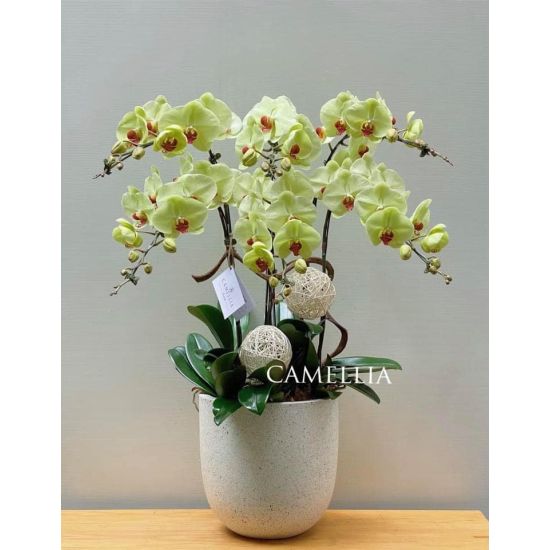 Lan Hồ Điệp Cốm - LHĐXC03