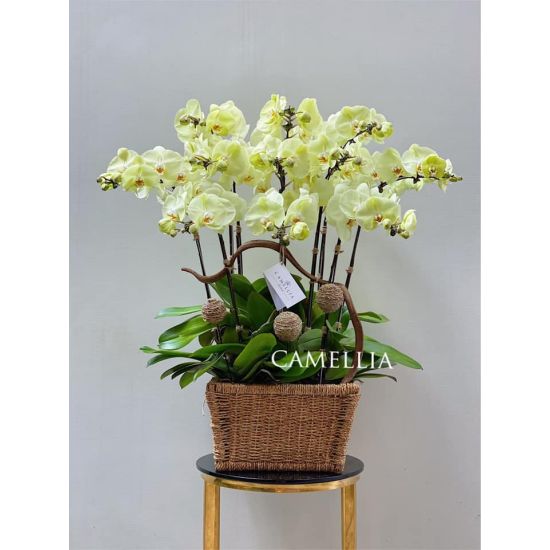 Lan Hồ Điệp Cốm - LHĐXC02