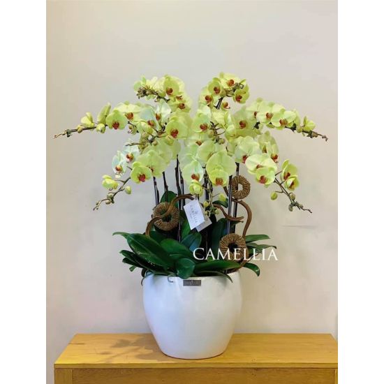 Lan Hồ Điệp Cốm - LHĐXC01
