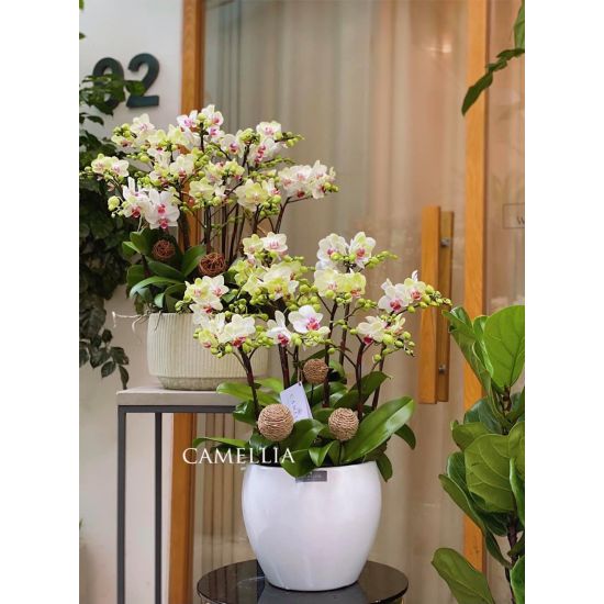 Lan Hồ Điệp Mini- LHĐM09