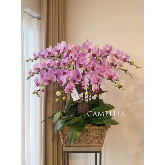 Lan Hồ Điệp Hồng -LHĐHL24