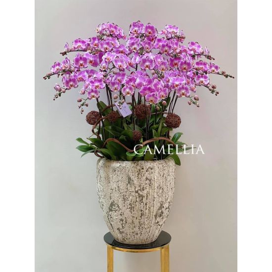 Lan Hồ Điệp Tím - LHĐHL17