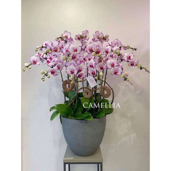 Lan Hồ Điệp Tím - LHĐHL15