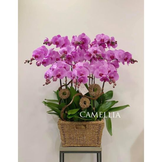 Lan Hồ Điệp Hồng - LHĐHL14