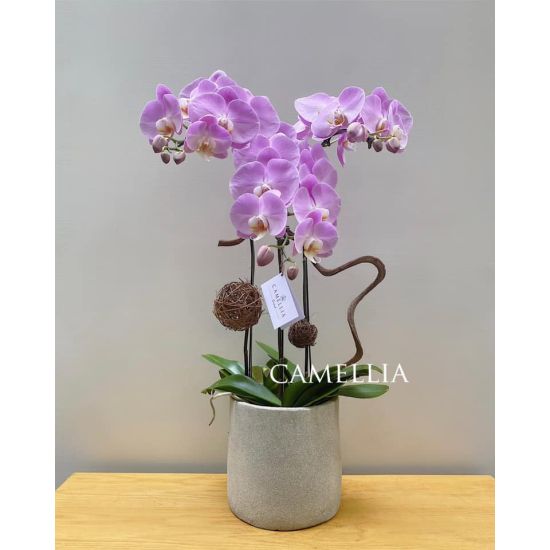 Lan Hồ Điệp Hồng - LHĐHL12