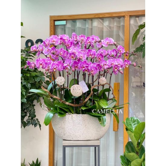Lan Hồ Điệp Tím - LHĐHL04