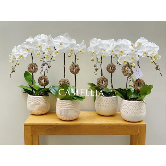 Lan Hồ Điệp Trắng- LHĐT17