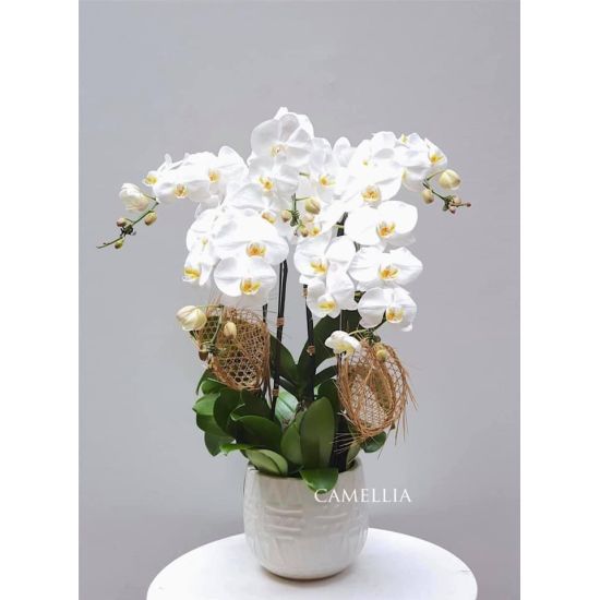 Lan Hồ Điệp Trắng- LHĐT13