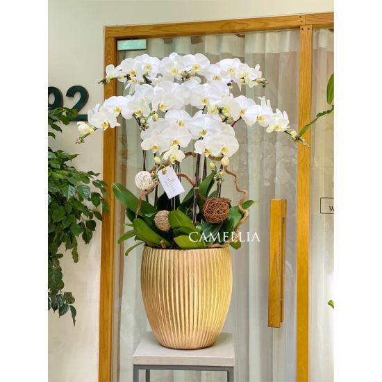 Lan Hồ Điệp Trắng- LHĐT08