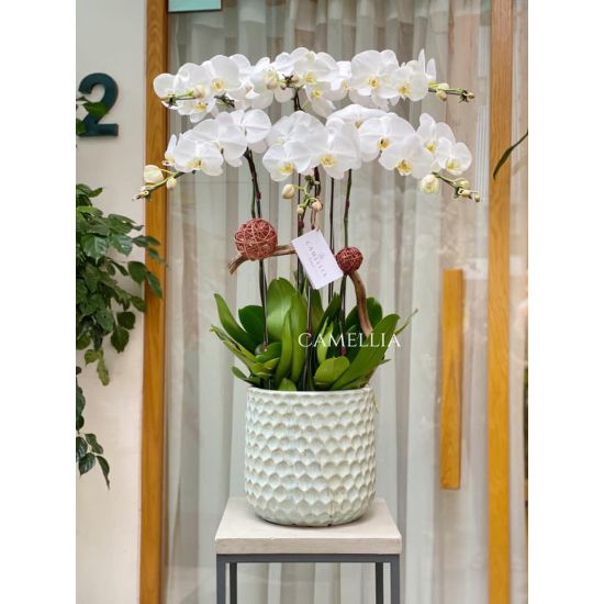 Lan Hồ Điệp Trắng- LHĐT06