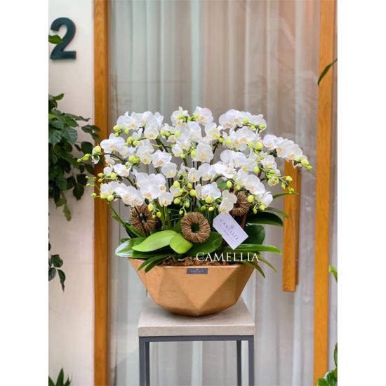 Lan Hồ Điệp Mini- LHĐM10