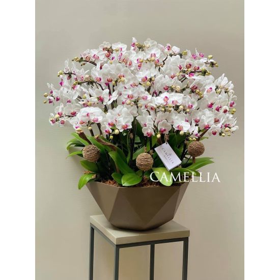 Lan Hồ Điệp Mini - LHĐM14