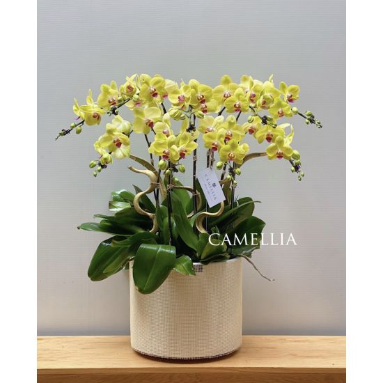 Lan Hồ Điệp vàng -LHĐV29