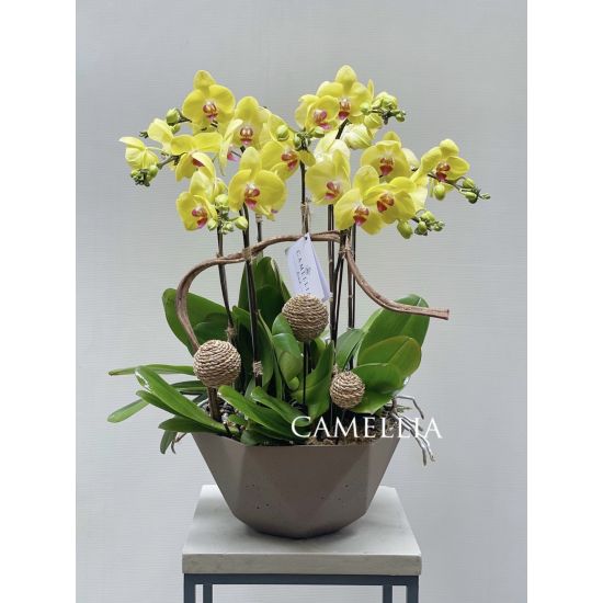 Lan Hồ Điệp vàng -LHĐV28