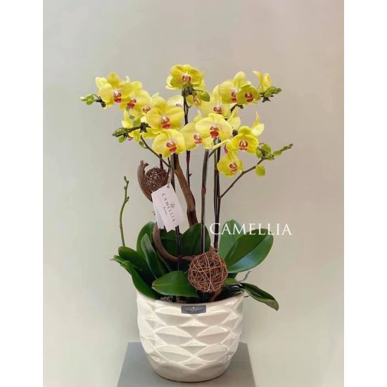 Lan Hồ Điệp vàng -LHĐV25