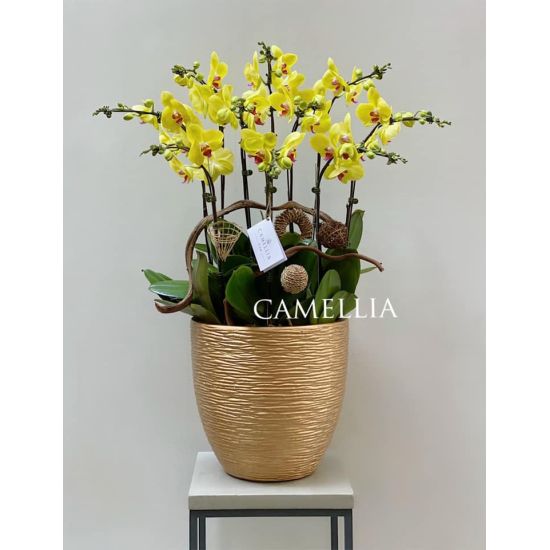 Lan Hồ Điệp Vàng -LHĐV20