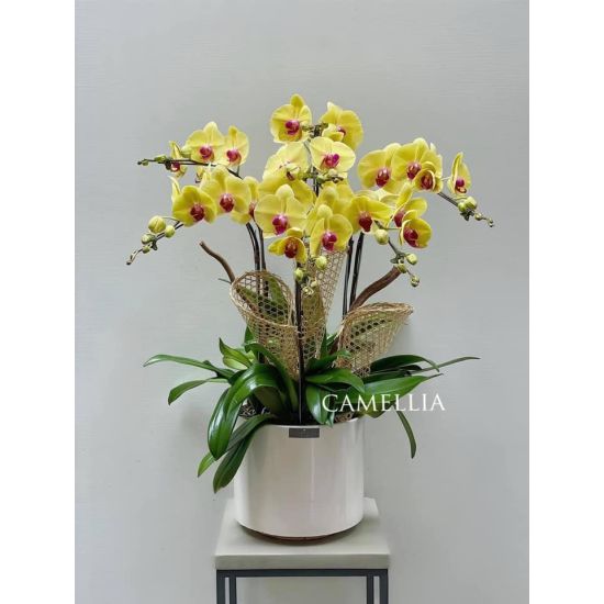 Lan Hồ Điệp Vàng -LHĐV17