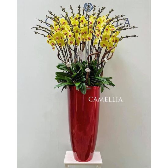 Lan Hồ Điệp Vàng -LHĐV15