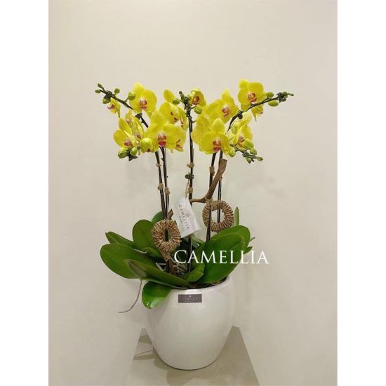 Lan Hồ Điệp Vàng -LHĐV14