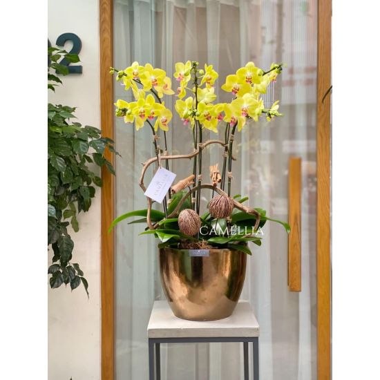 Lan Hồ Điệp Vàng -LHĐV12