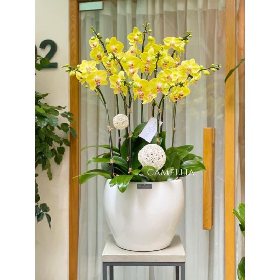 Lan Hồ Điệp Vàng -LHĐV11