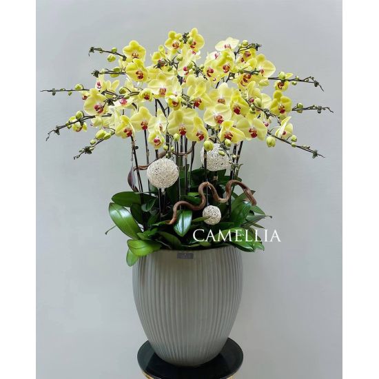 Lan Hồ Điệp Vàng -LHĐV24
