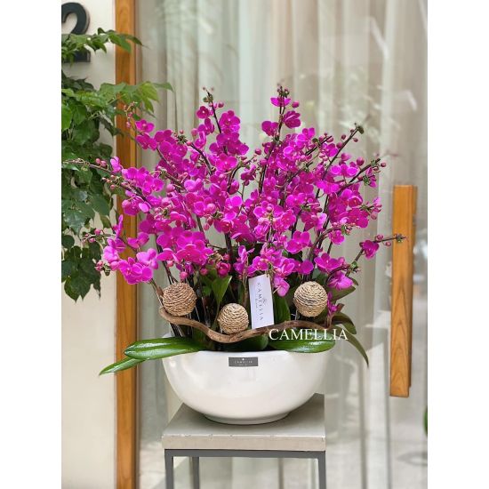Lan Hồ Điệp Mini - LHĐM03