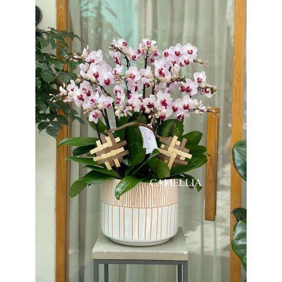 Lan Hồ Điệp Mini - LHĐM02