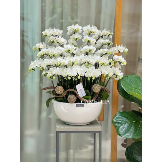 Lan Hồ Điệp Mini - LHĐM01