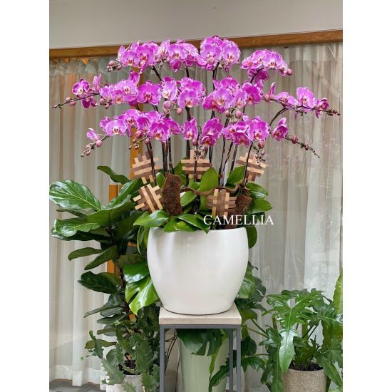 Lan Hồ Điệp Hồng - LHĐHL30